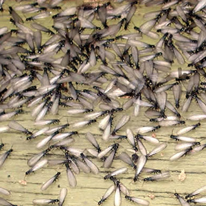 Alate (swarming) termites