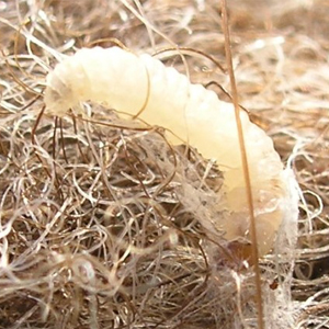 Clothes Moth Larvae cause damage not the moth itself