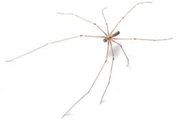 Daddy Long Legs Spider