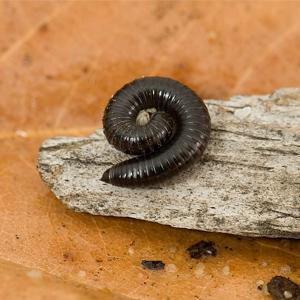 Portuguese Millipede shown coiled up after being disturbed