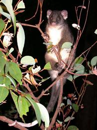 ringtail-possum