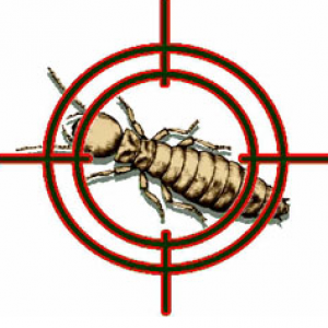 Termite in target