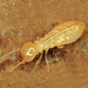Warranted annual termite inspections - Worker termite