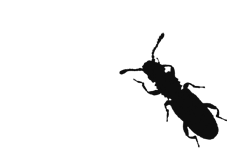 stored-product-pest-icon
