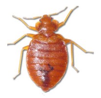Top view of a bed bug