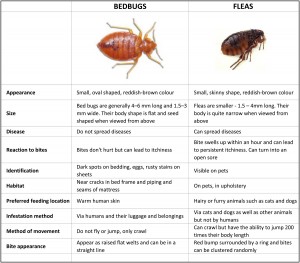 Bed Bugs Vs Fleas Table
