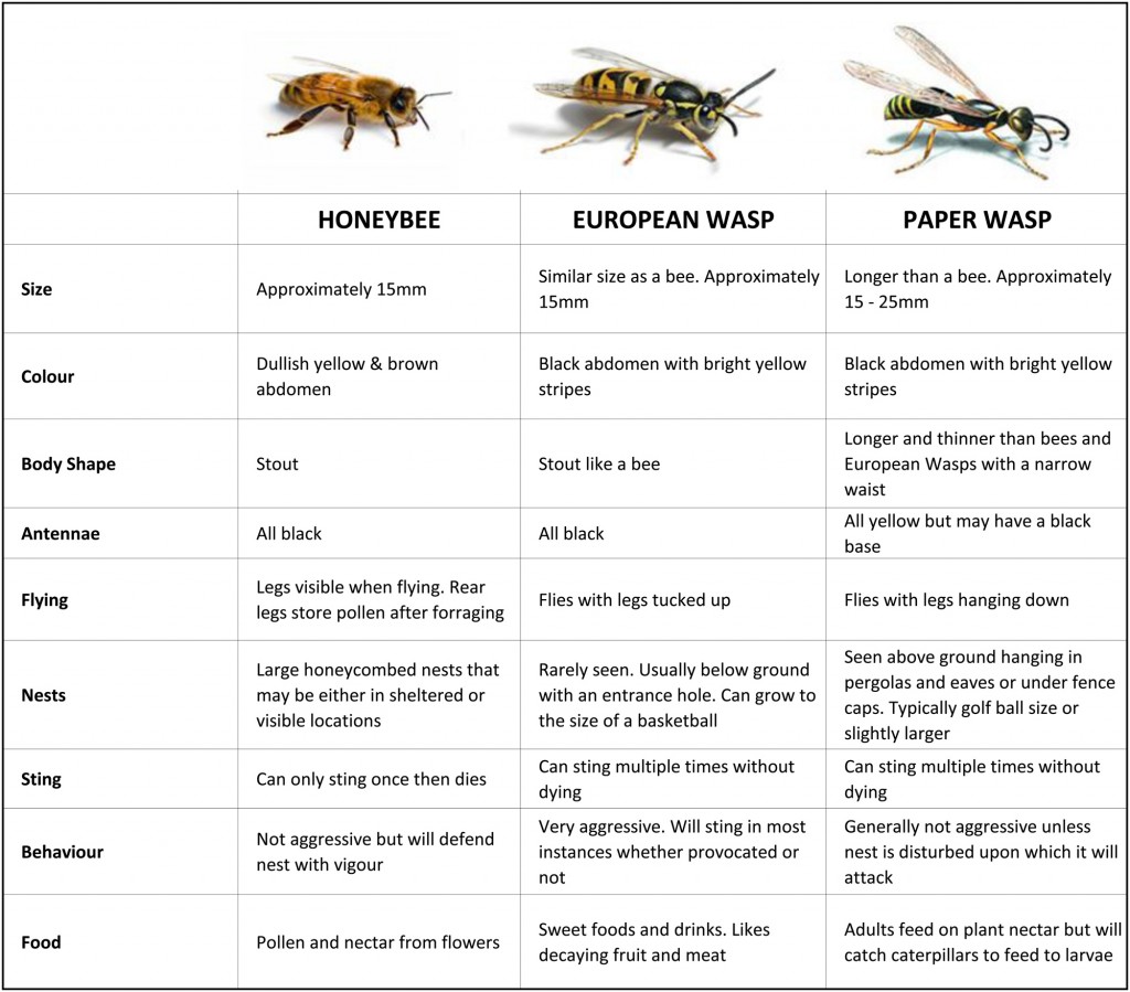 Bee Vs Wasps Comparison Chart
