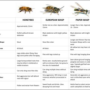 Bees Vs Wasps Comparison Chart