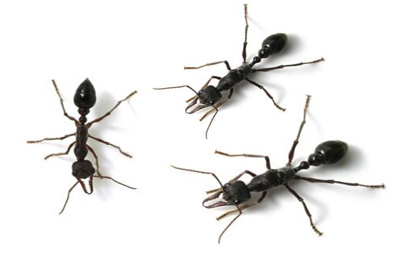 Bull Ants