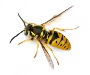 Pictureof European Wasp