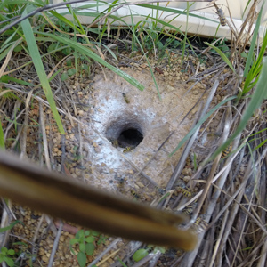 Entry hole for a European Wasp nest