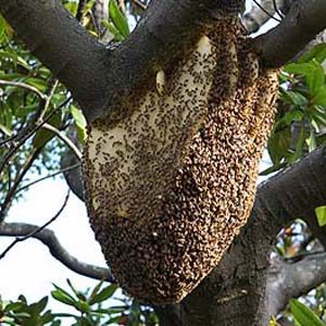 Honeybee nest In Tree