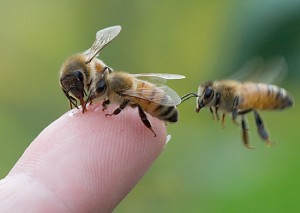 Bees on finger