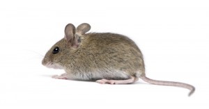 House mouse picture