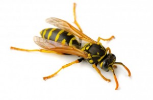 Picture of Paper Wasp