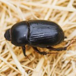 Lawn Beetle