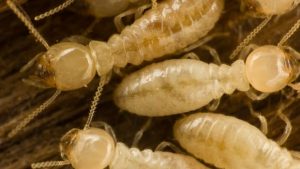 Termites - Termidor for getting rid of ants and eliminating termites